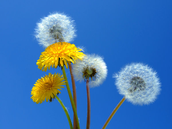 blue sky yellow dandelion flowers and white dandelion seed puffs