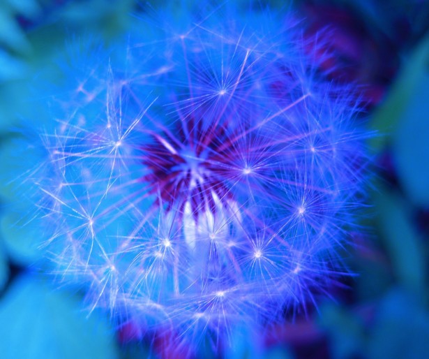 blue tinted dandelion seed up close 