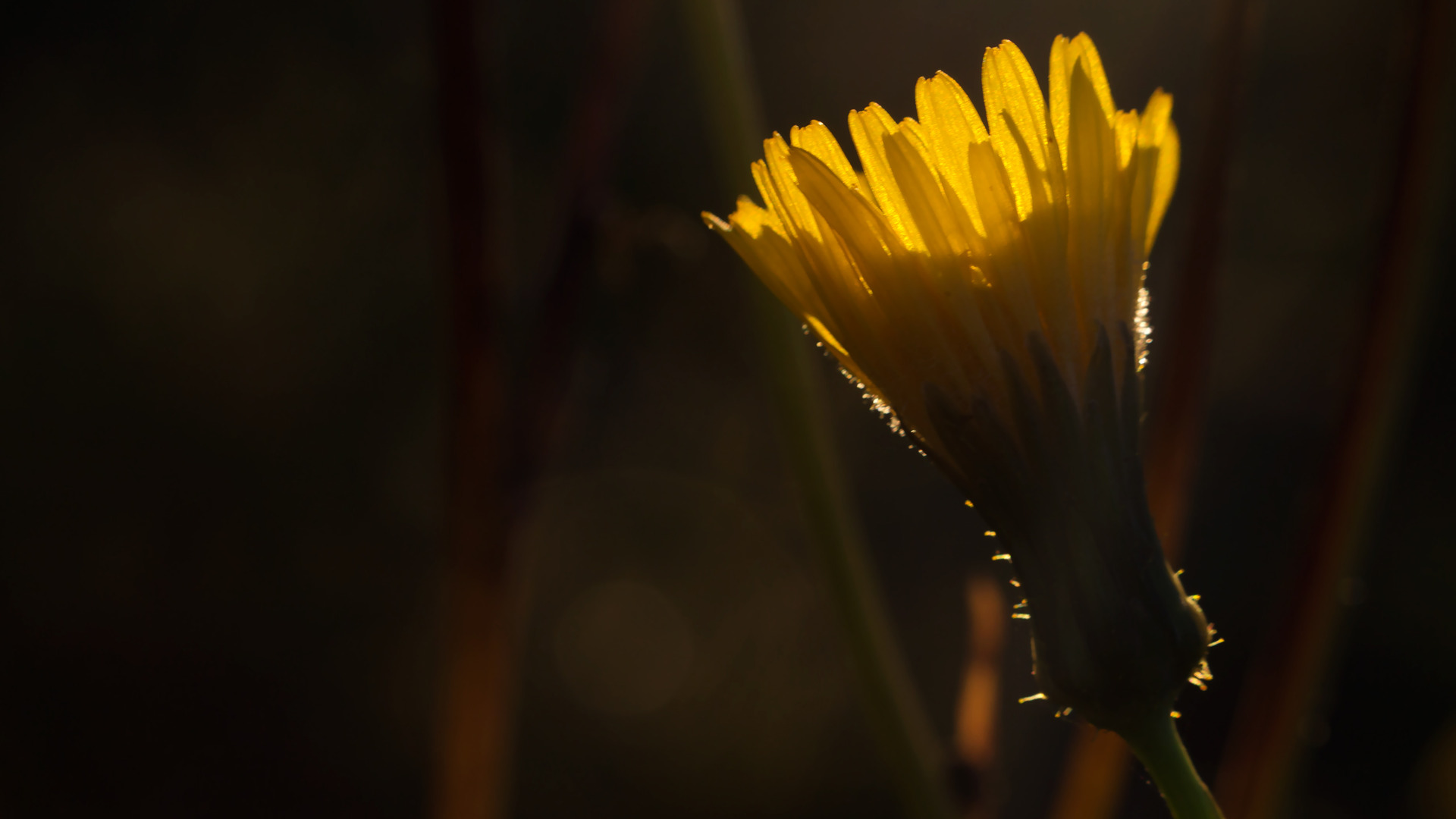 Dandelion flower half closed bud and sunlight in the darkness