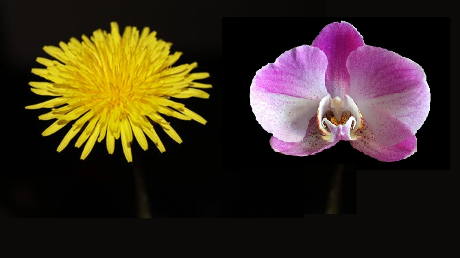 Orchid flower and Dandelion Weed