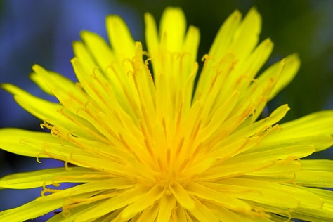 yellow dandelion flower up close