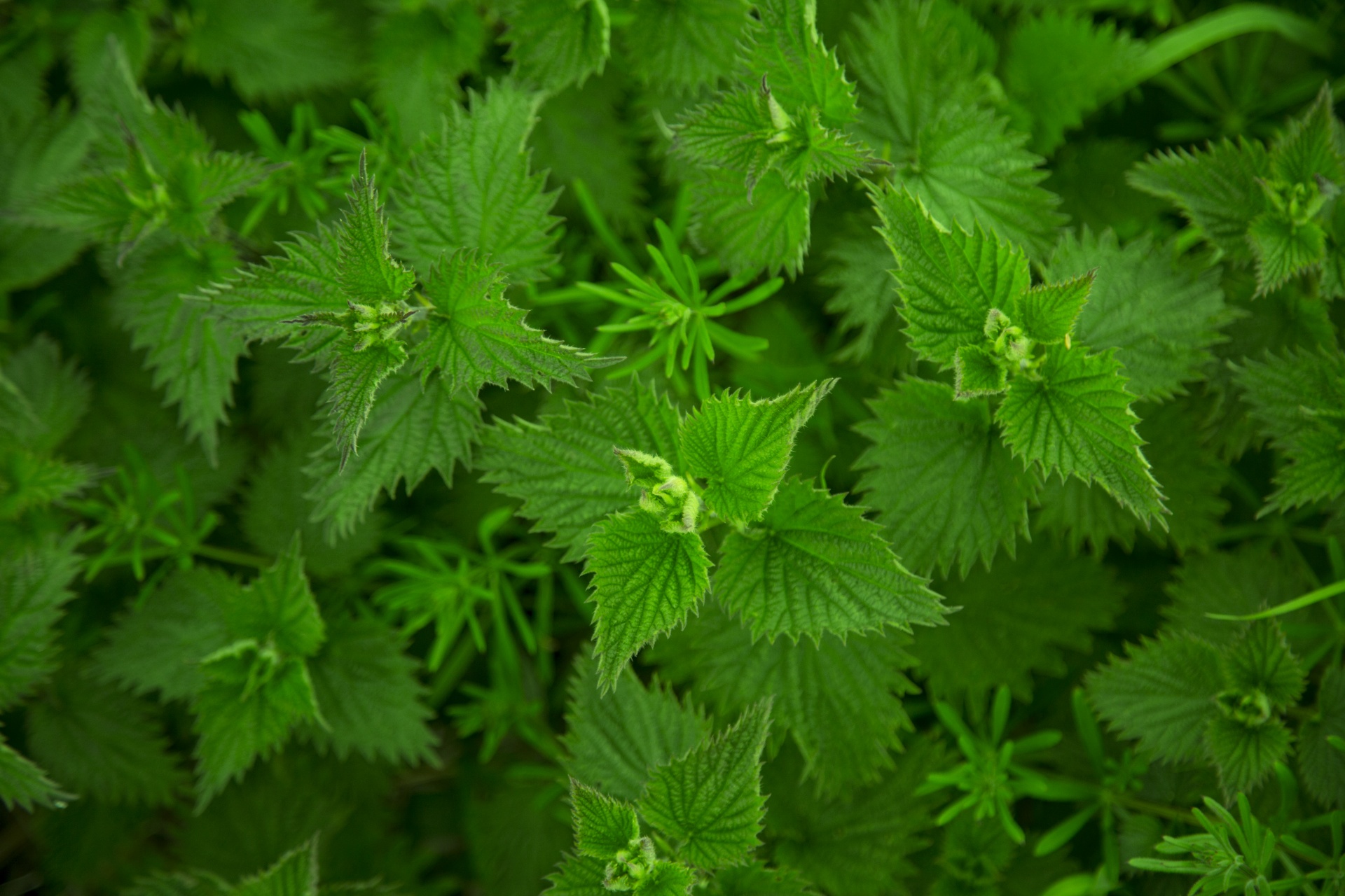 Stinging nettle green plant leaves up close