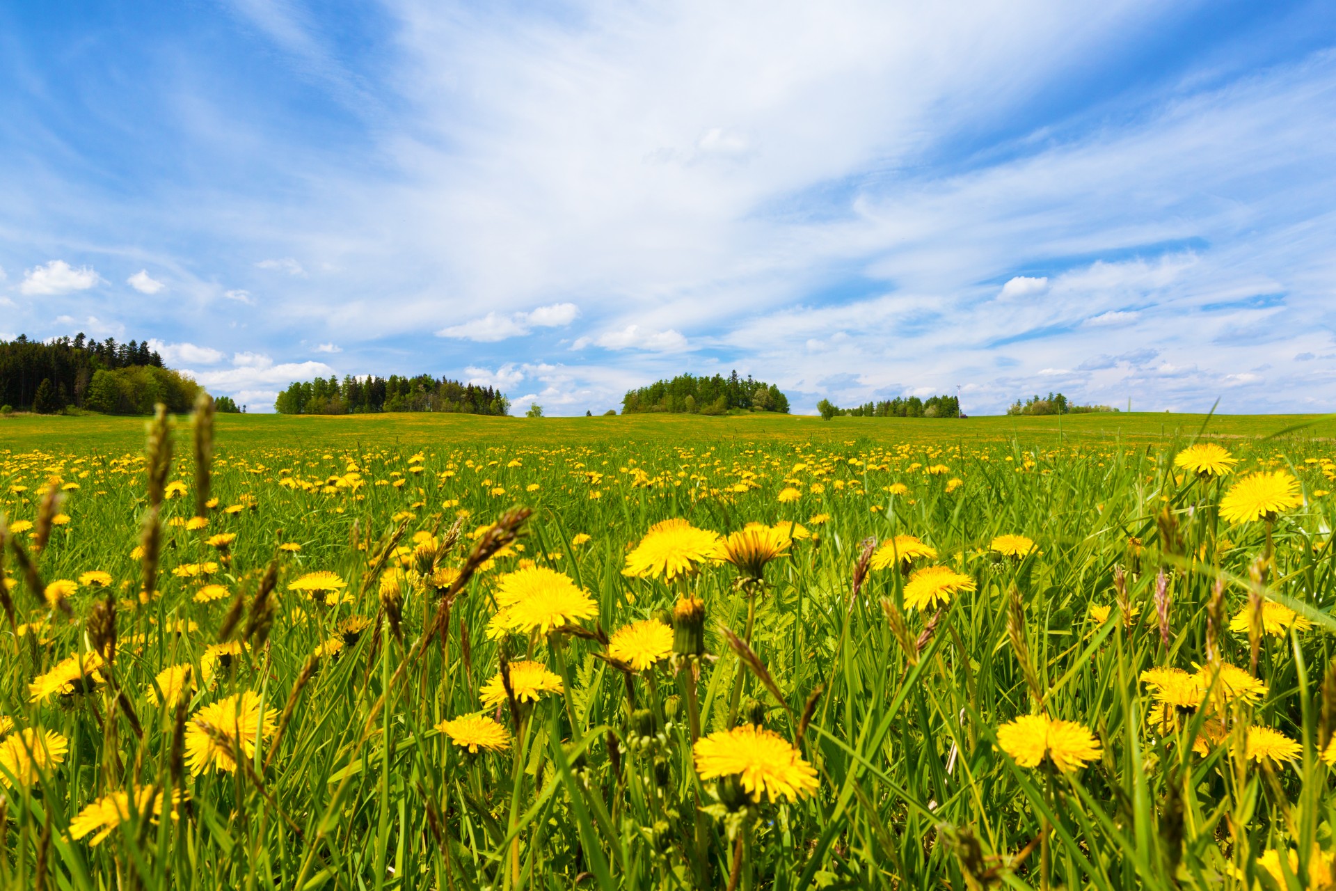 Field of dandelions under blue sky