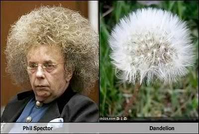 Funny dandelion meme phil spector puffy bad  dandelion hair