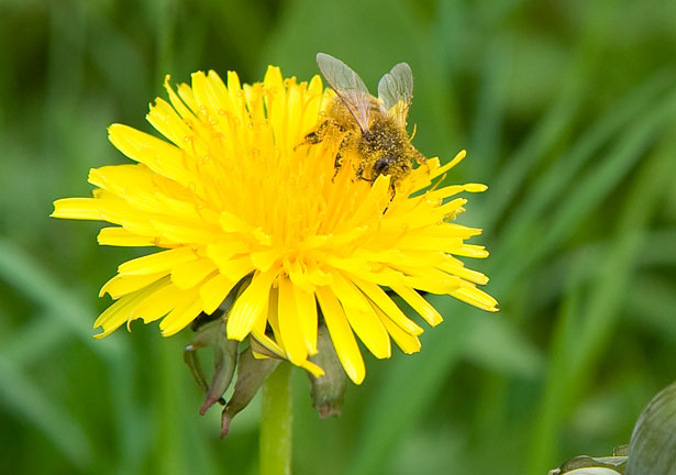 honeybee pollinating yellow dandelion flower