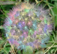 rainbow color dandelion seed puff