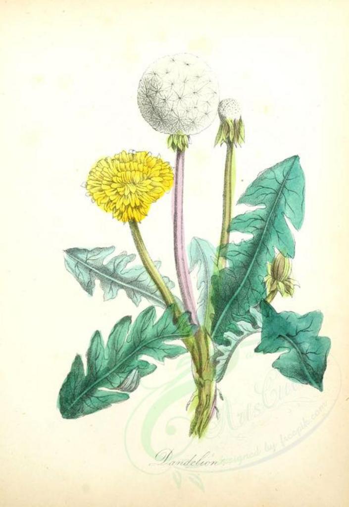 Reference chart of dandelion weed wild flower and seed