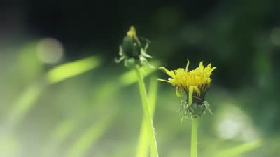 yellow dandelion flower with closed petals in rain
