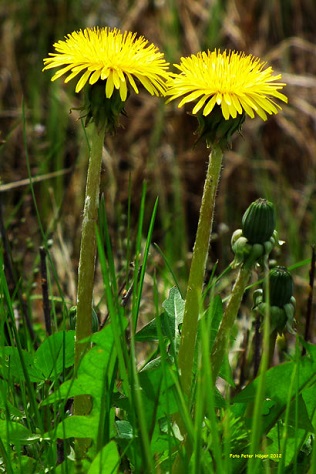 Tall dandelions with long stems in field