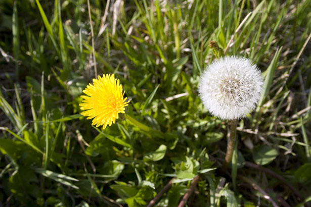 yellow dandelion flower and white dandelion seed head in grass