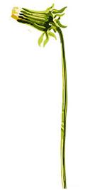 clipart graphic yellow dandelion flower bud stalk