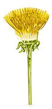 cliaprt graphic yellow dandelion flower head