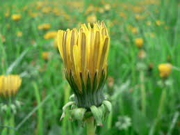 yellow dandelion with closed petals