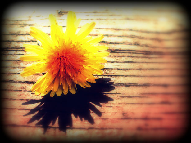 sepia image of yellow dandelion flower laying on wooden deck
