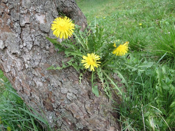 yellow dandelion plant growing from tree trunk