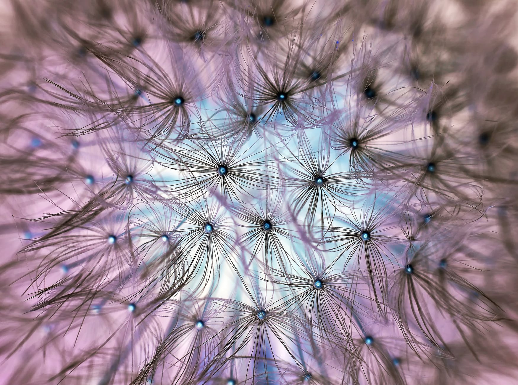 Artistic purple blue and pink dandelion seed up close