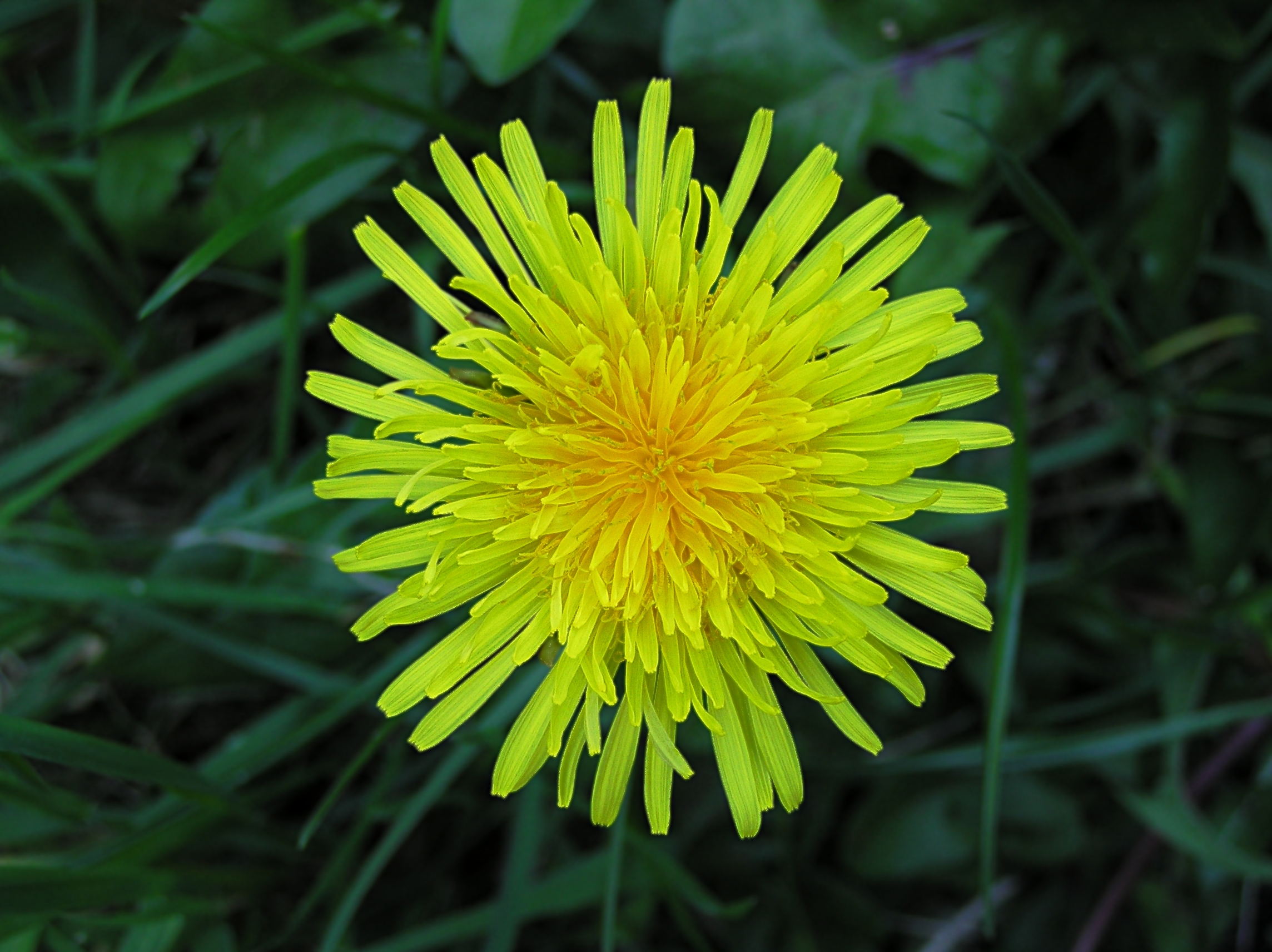 bright yellow blossoming petals of the dandelion flower