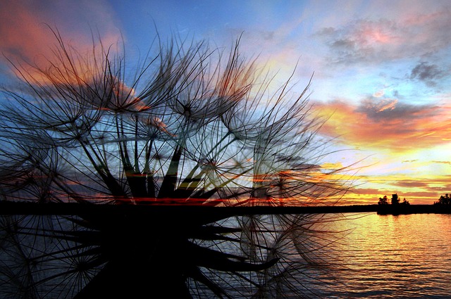 black dandelion seed silloutte and sunset over lake