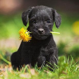 Black puppy with yellow dandelion flower in mouth