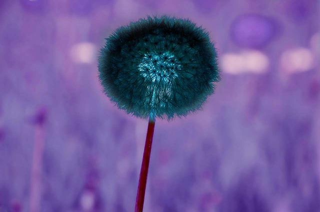 blue inverted image of blue dandelion seed puff and purple grass