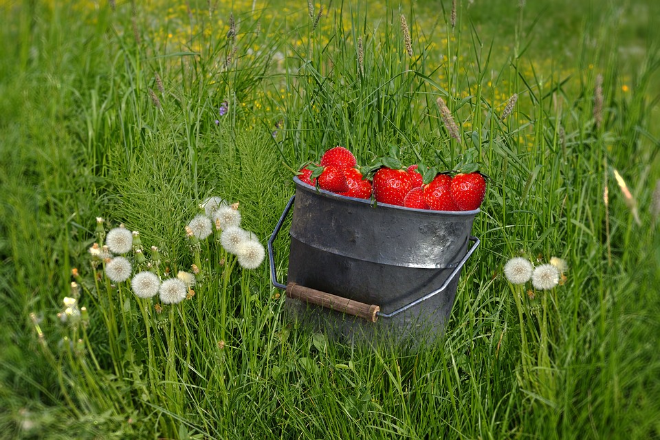 Bucket of wild strawberries and dandelion seed puffs in grass