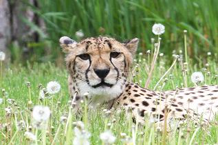 Cheetah Leopard sitting with white dandelion seed puffs