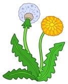 clipart dandelion flower and dandelion seed puff graphic