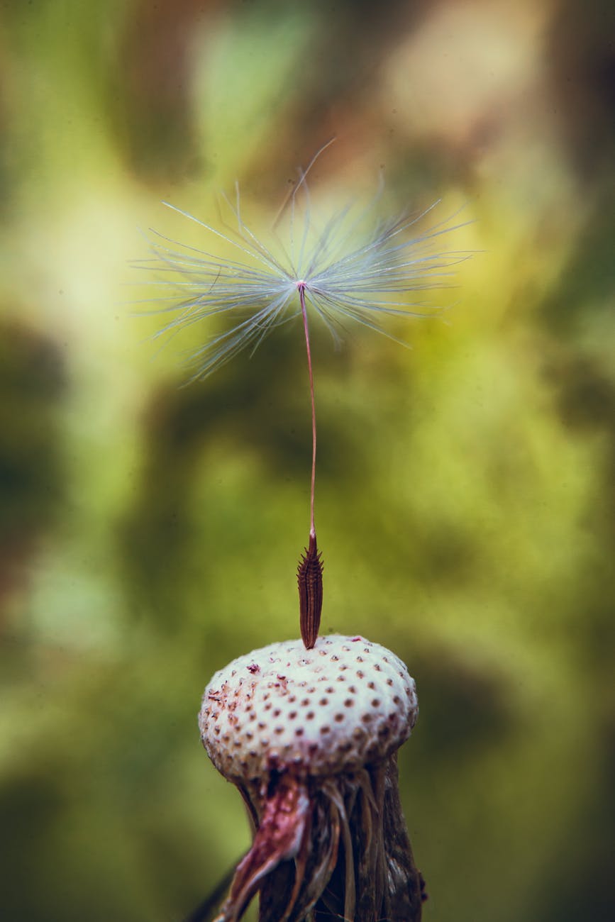 Single dandelion stem with seed on top artistic