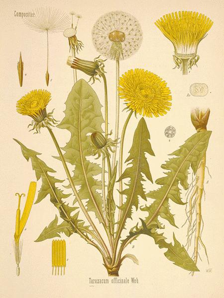 poster art of dandelion plant