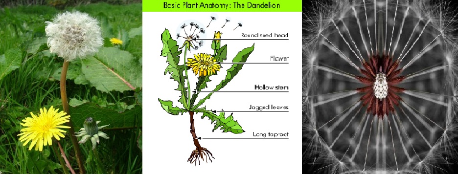 Dandelions and dandelion diagram