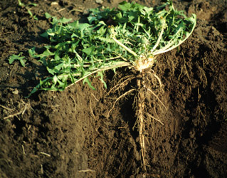 dandelion roots in ground