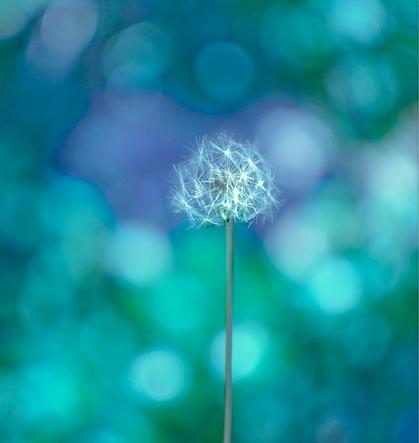 Artistic dandelion seed with blue tinted background
