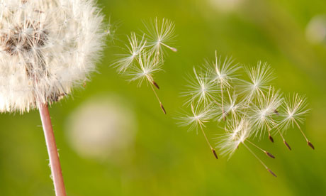 dandelion seeds blowing away