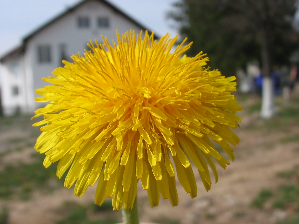 Yellow dandelion up close in front of house