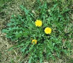 dandelion weed patch