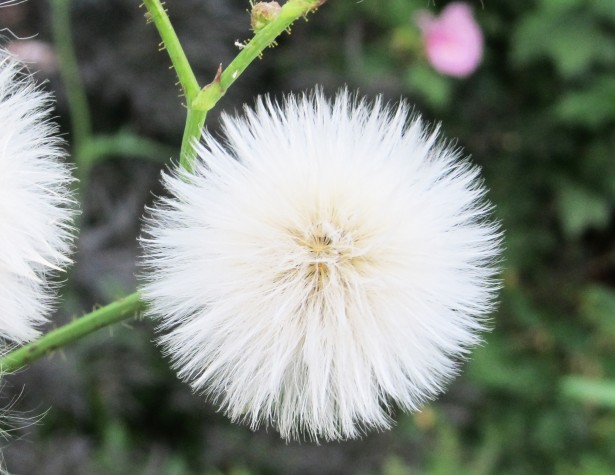 pure white dandelion seed puffy ball
