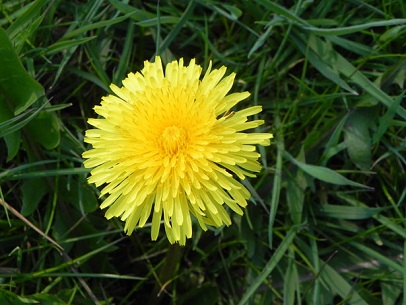 big-yellow-dandelion