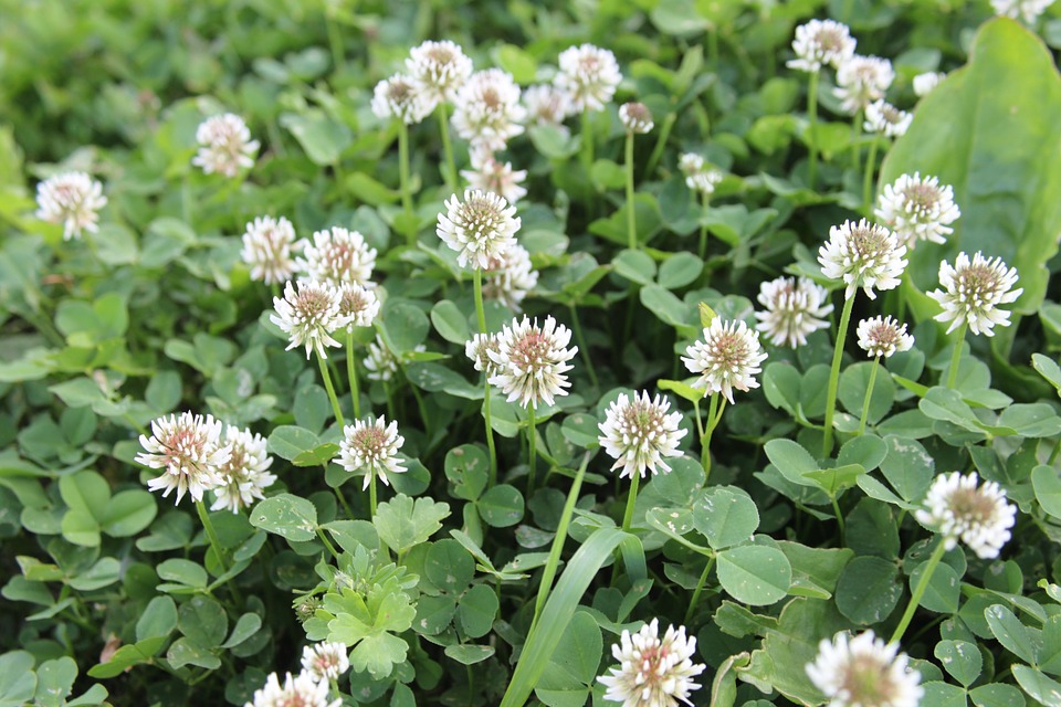 White wild clovers and leaves