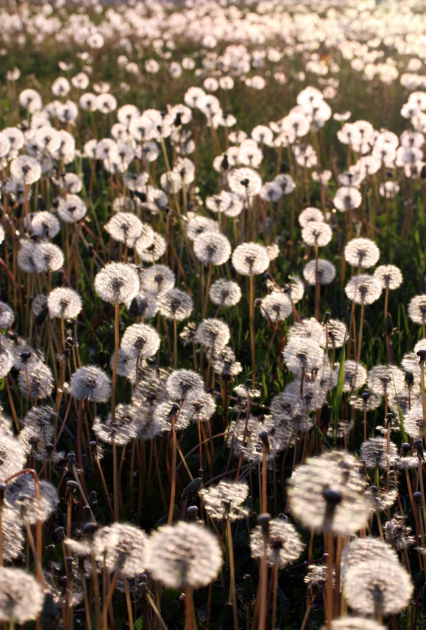 Field of white dandelion seed puffs