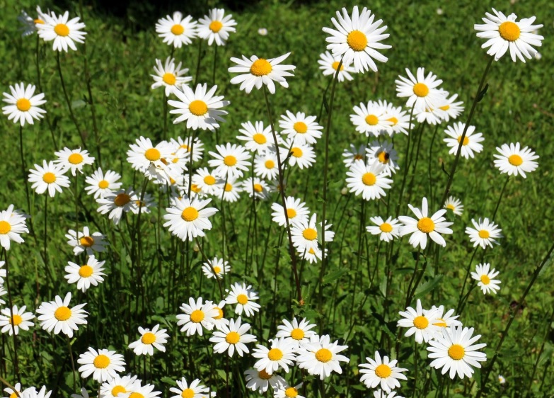 Field of white wild daisies