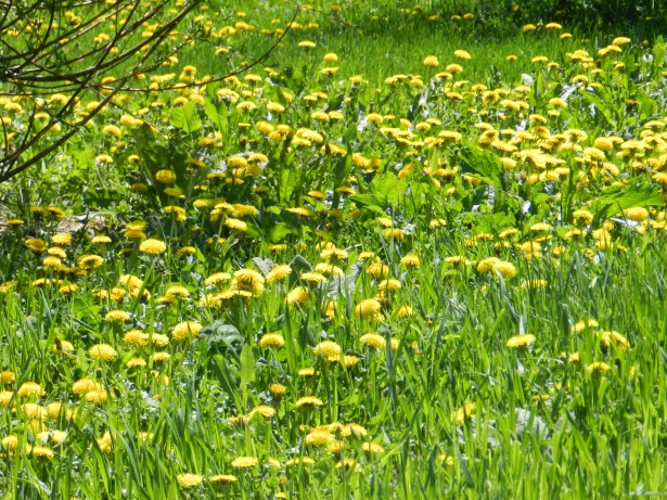 green field filled with yellow dandelions flowers