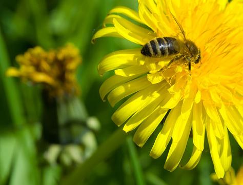honey bee on yellow dandelion flower