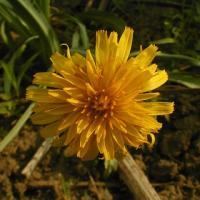 false dandelion plant nothocalais cuspidata