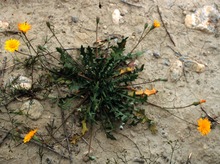 scorzoneroides muelleri fake dandelion flower
