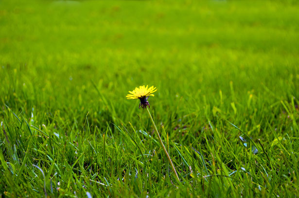 single yellow dandelion in green grass