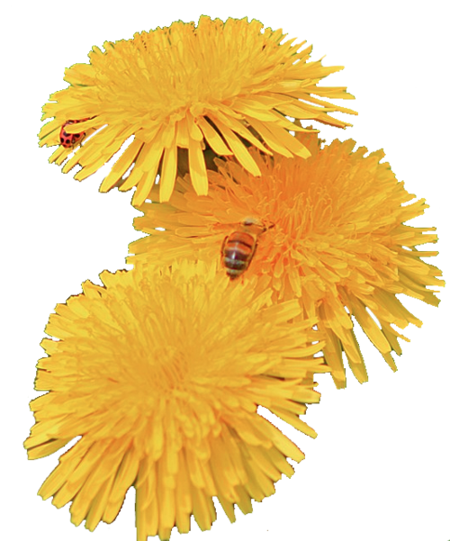 clipart graphic colorful dandelion plant