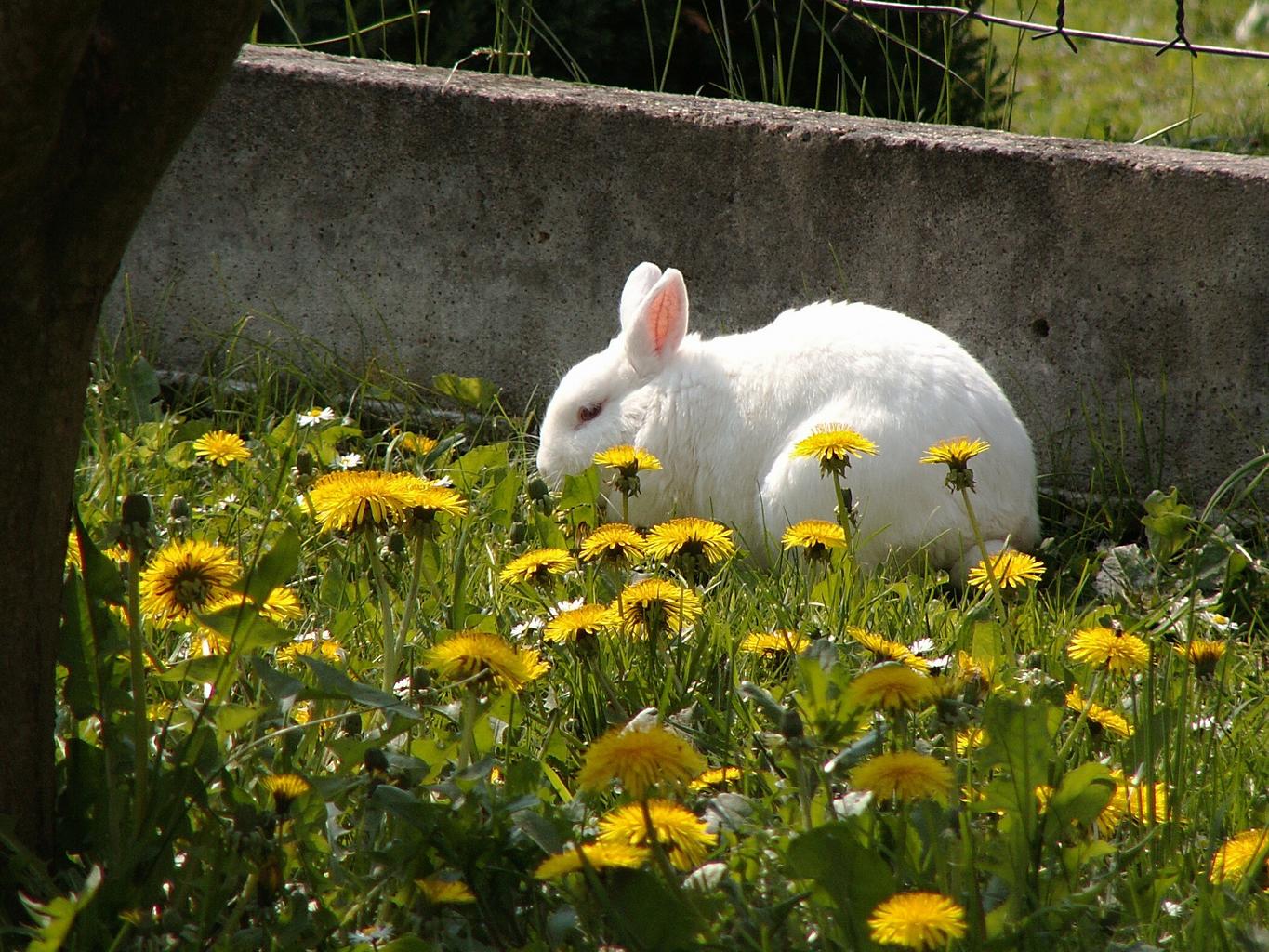 White bunny rabbit eating dandelion greens
