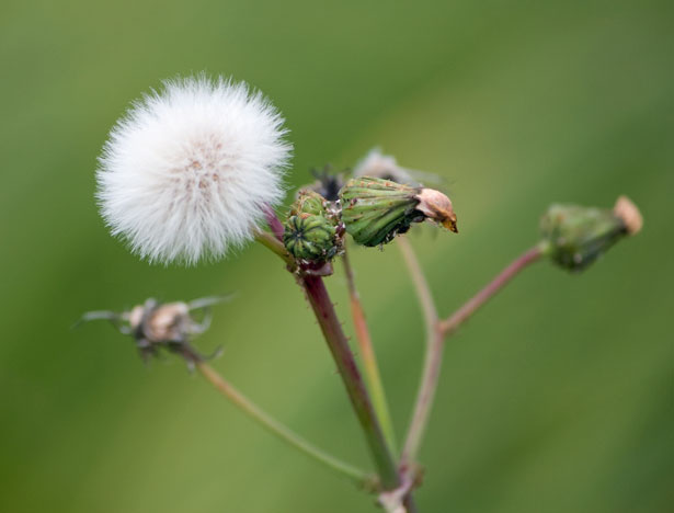 white dandelion puffy seed and stems with green buds