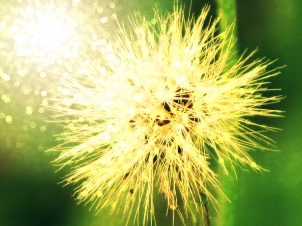 white dandelion seed and yellow sun burst