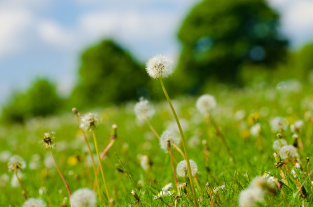 Single dandelion seed puff weed standing tall amoungst bright yello dandelion flowers in field